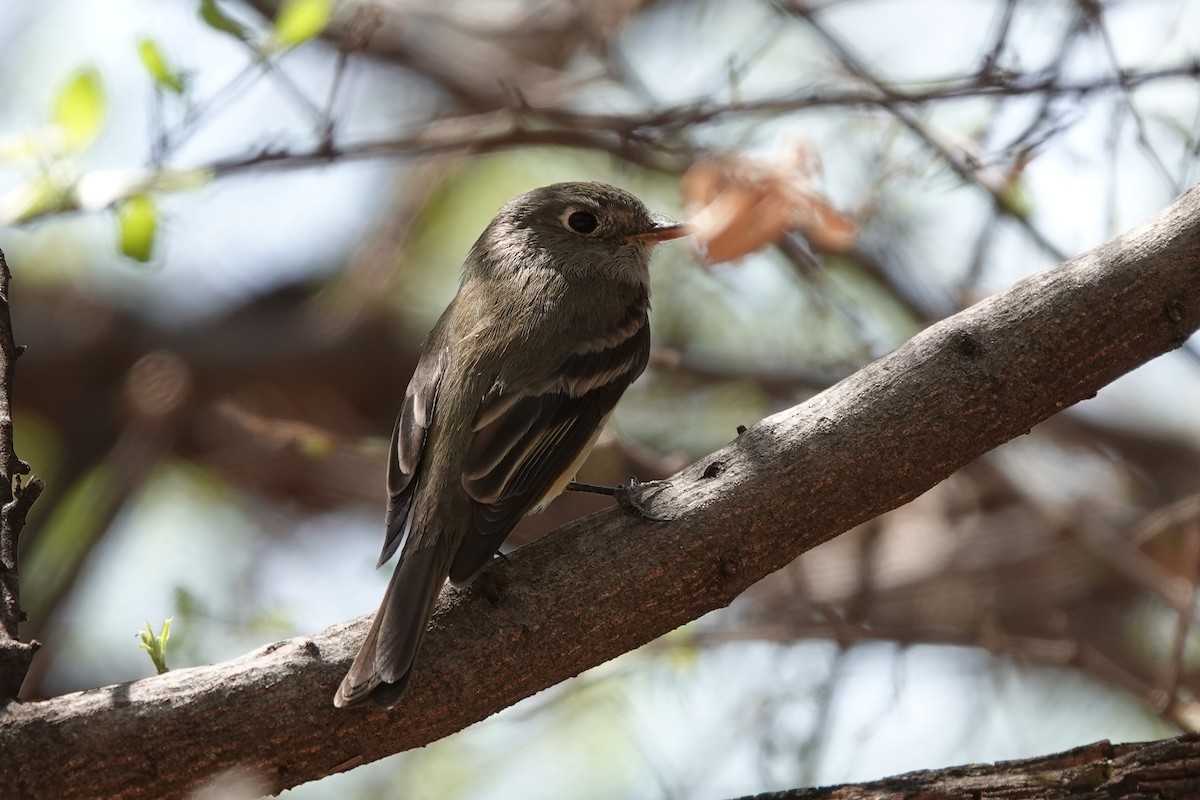 Empidonax sp. - ML633370728