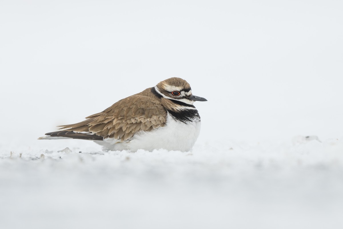 Killdeer - ML633370736