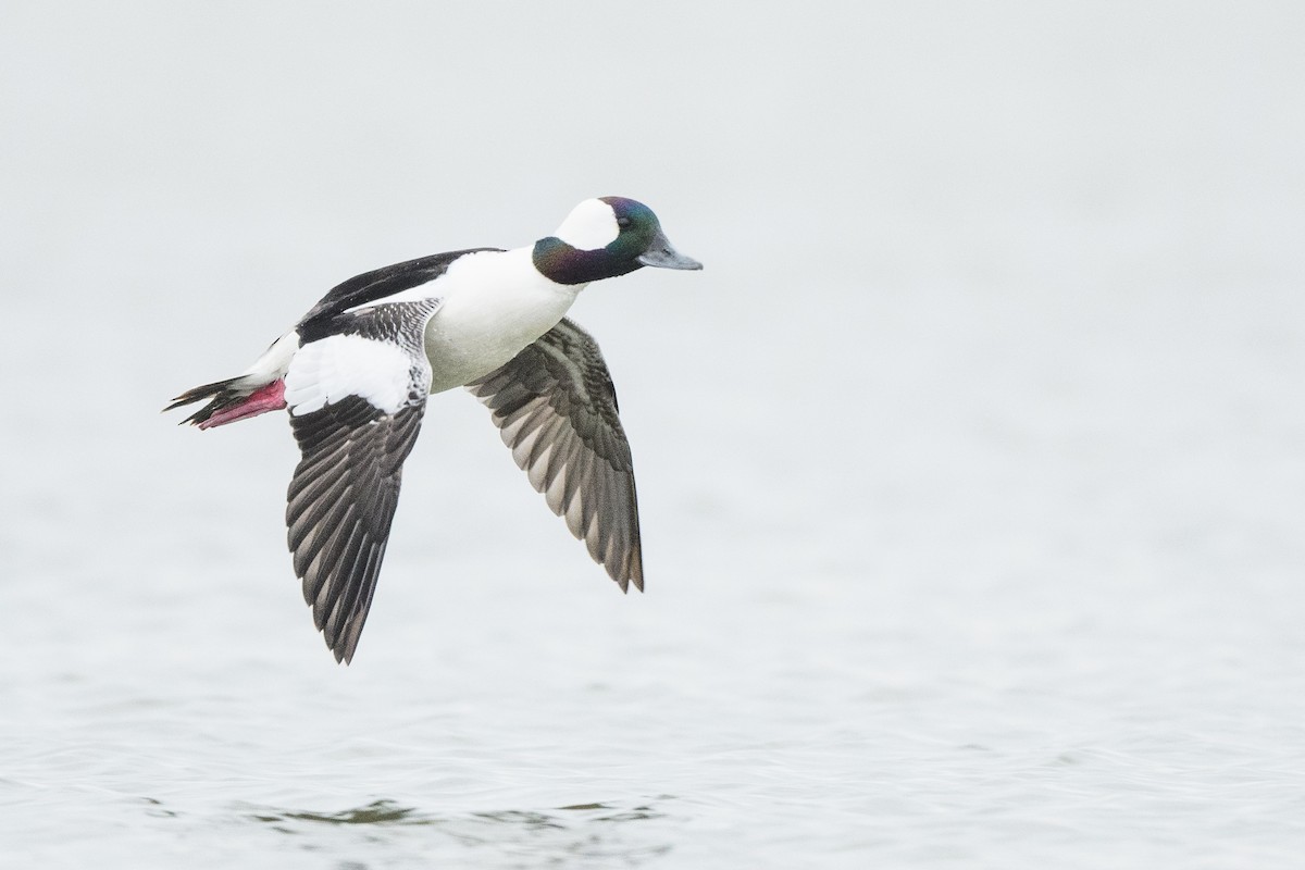 Bufflehead - ML633370747