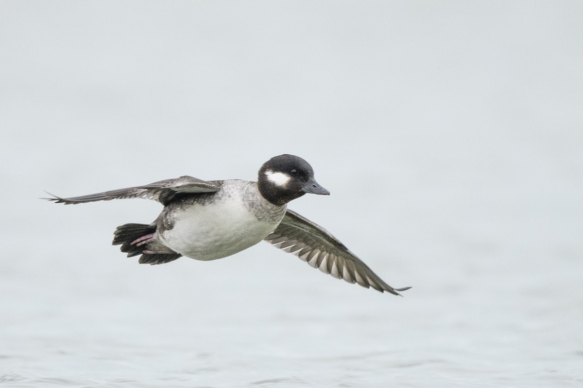 Bufflehead - ML633370748