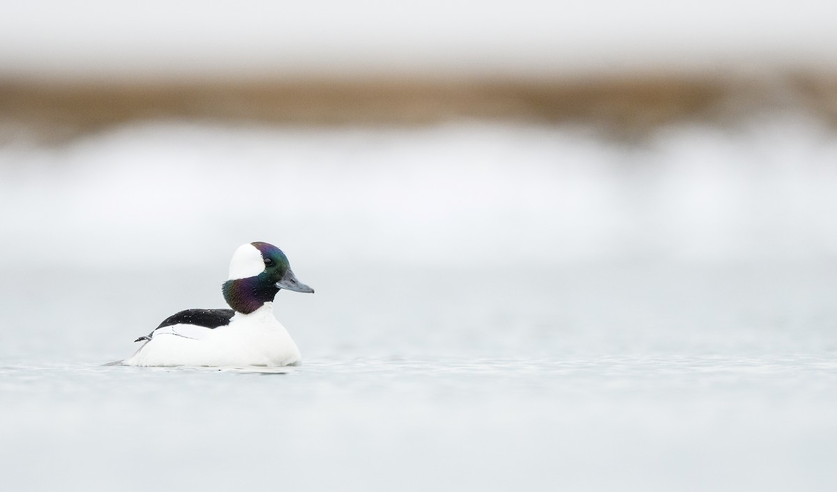 Bufflehead - ML633370749
