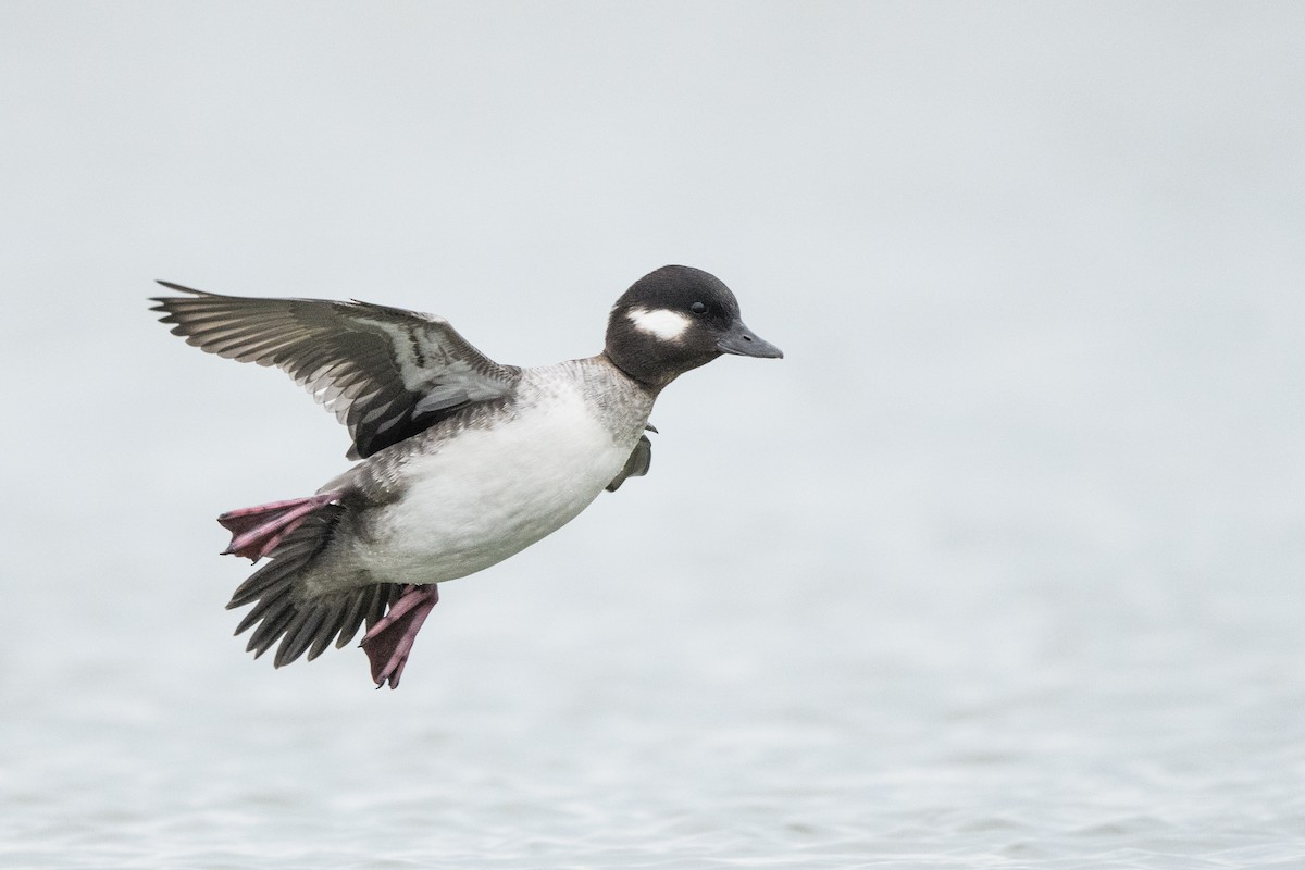 Bufflehead - ML633370750