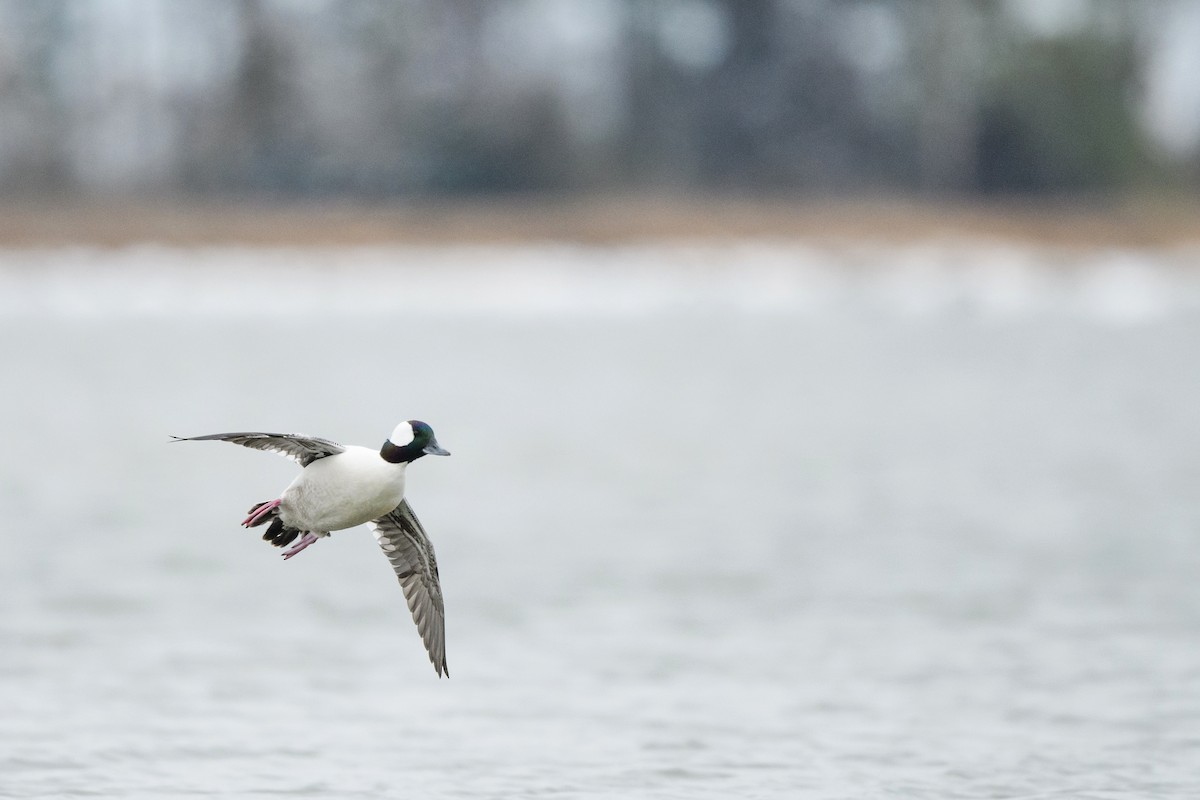 Bufflehead - ML633370751