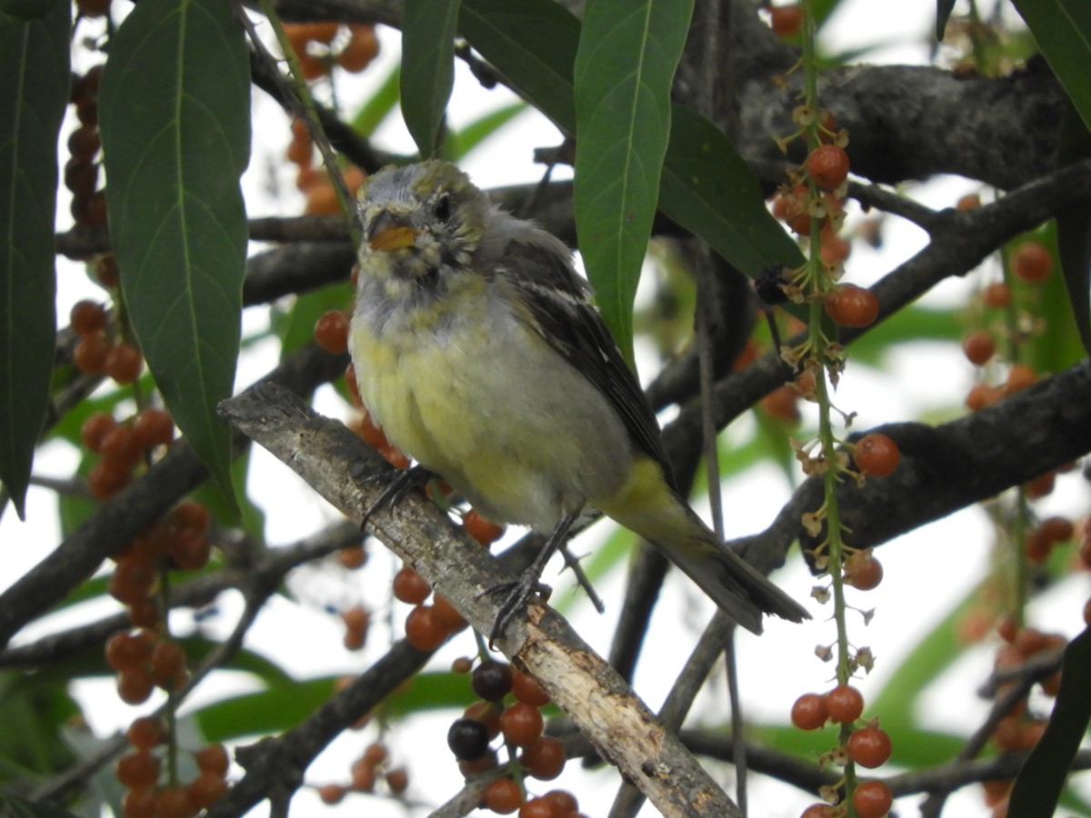 Western Tanager - ML633370770