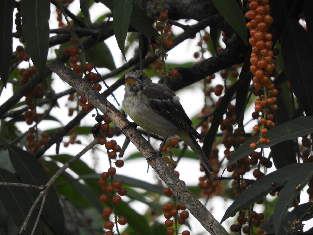 Western Tanager - ML633370771