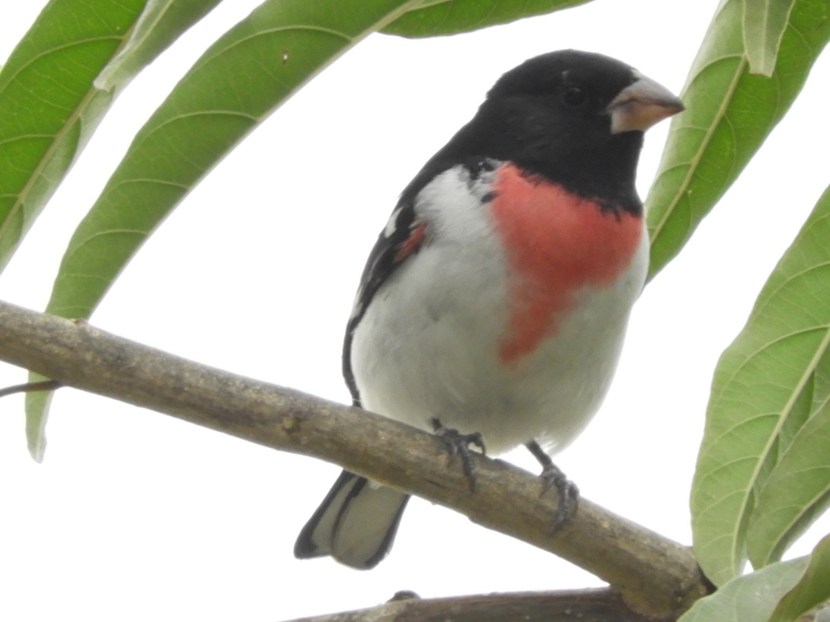 Rose-breasted Grosbeak - ML633370779