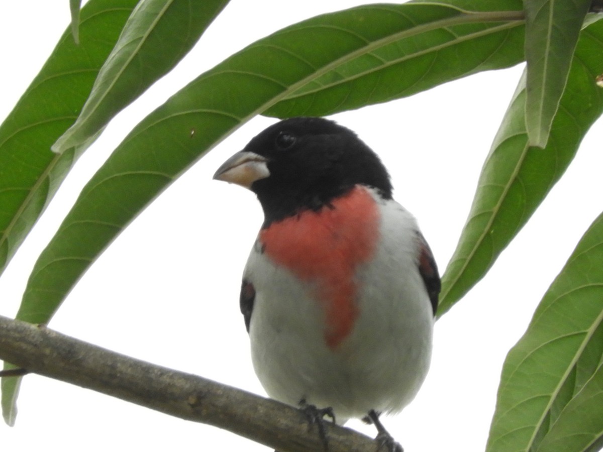 Rose-breasted Grosbeak - ML633370780
