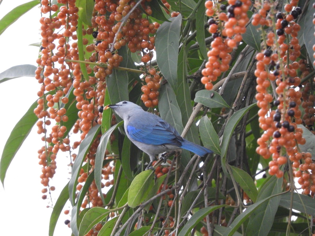 Blue-gray Tanager - ML633370794