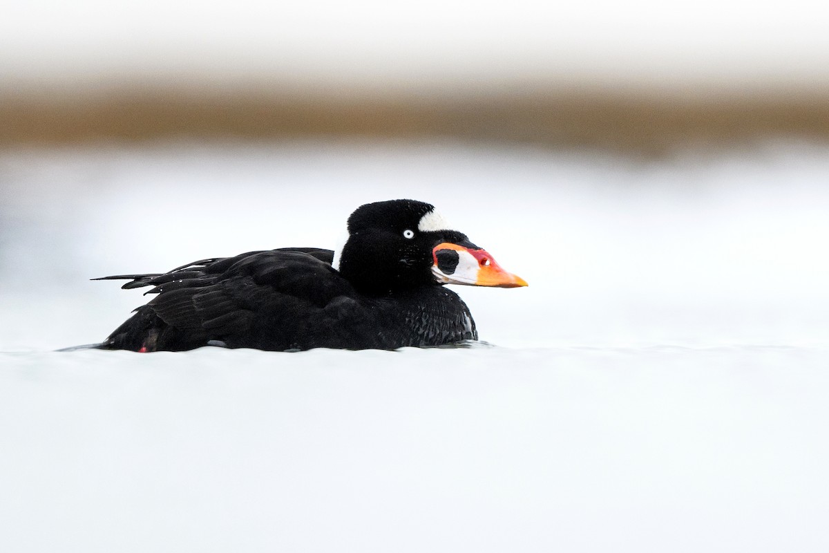 Surf Scoter - ML633370796
