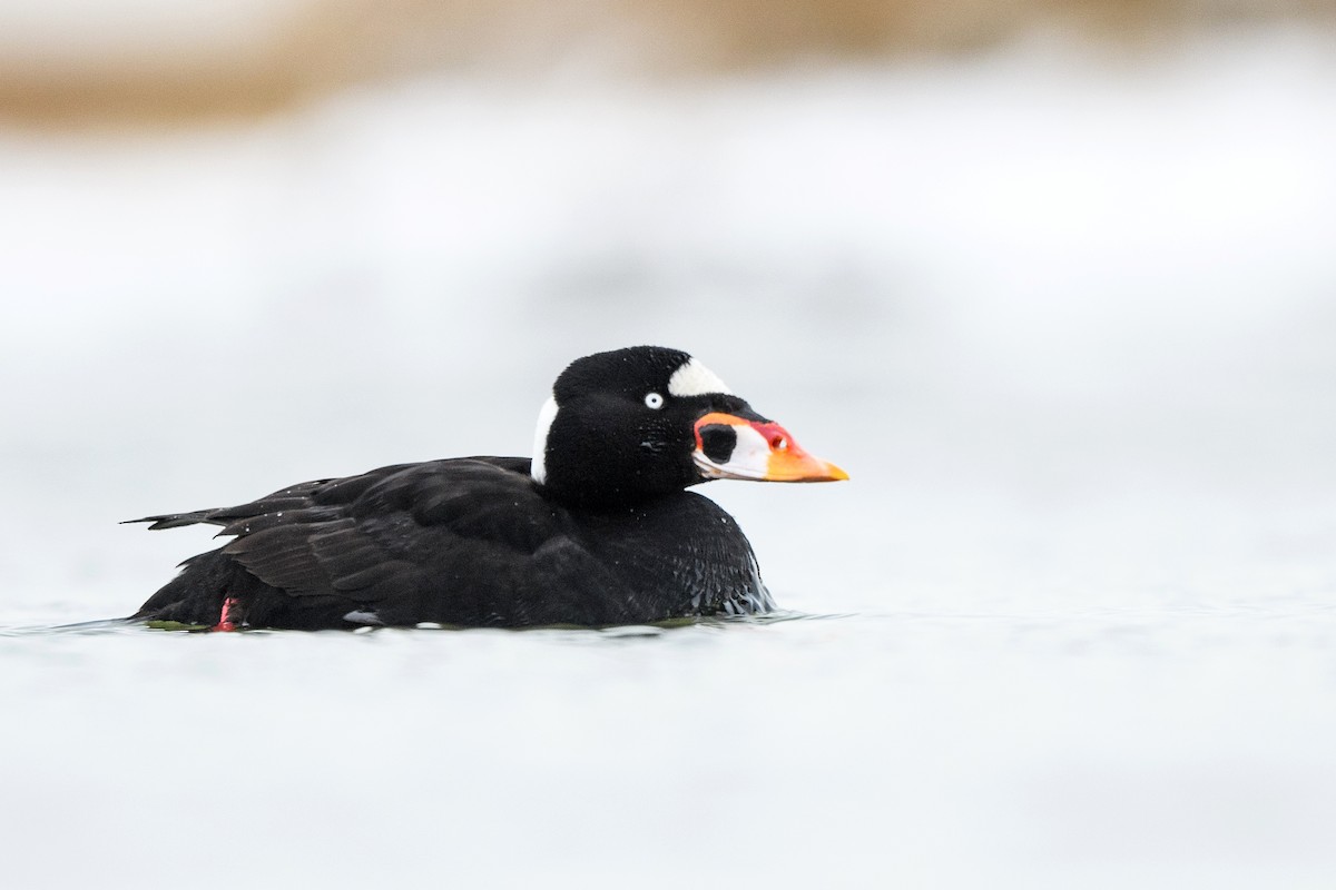 Surf Scoter - ML633370797