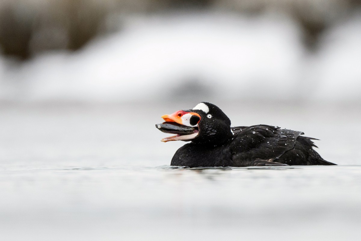 Surf Scoter - ML633370798