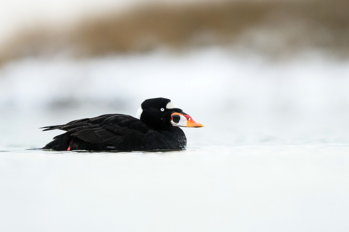 Surf Scoter - ML633370799