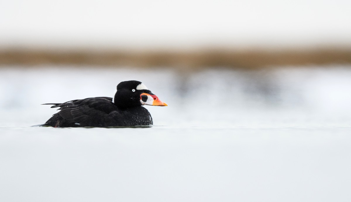 Surf Scoter - ML633370800