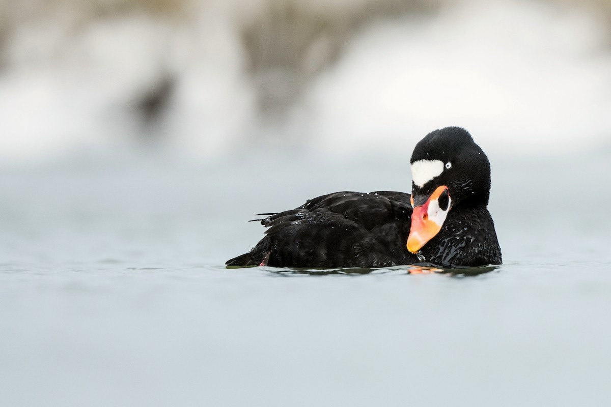Surf Scoter - ML633370801