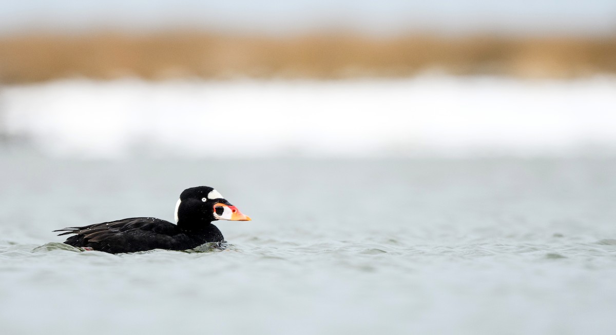Surf Scoter - ML633370802