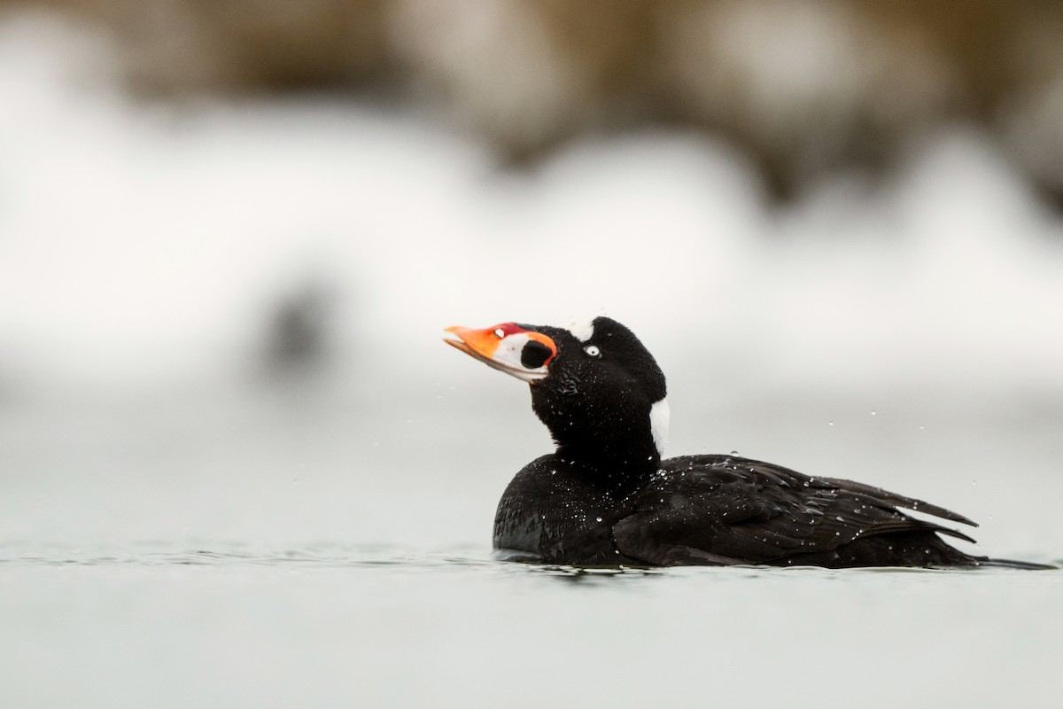 Surf Scoter - ML633370803