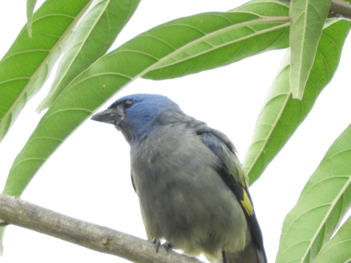 Yellow-winged Tanager - ML633370817