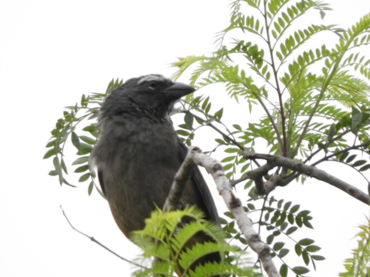 Cinnamon-bellied Saltator - ML633370849