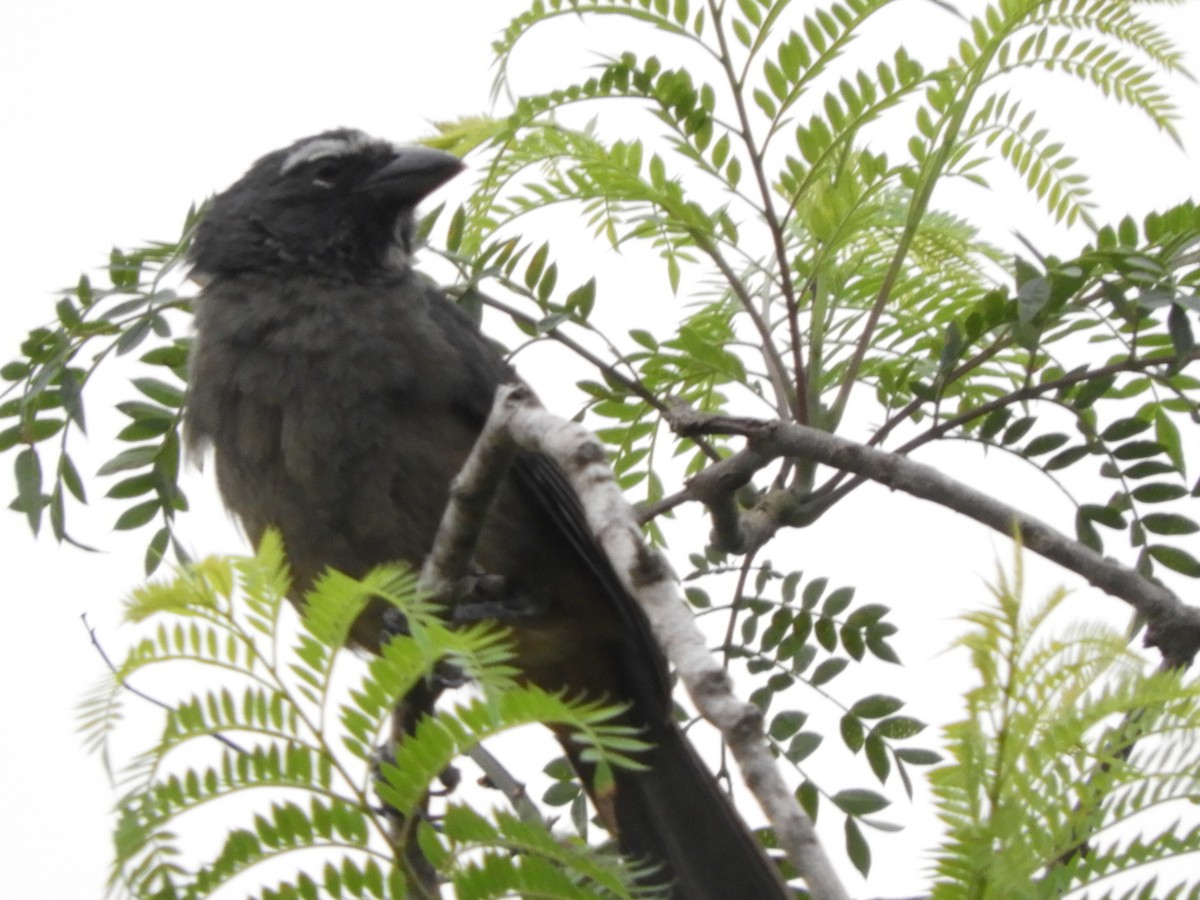 Cinnamon-bellied Saltator - ML633370850