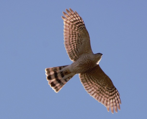 Sharp-shinned Hawk - ML633370859