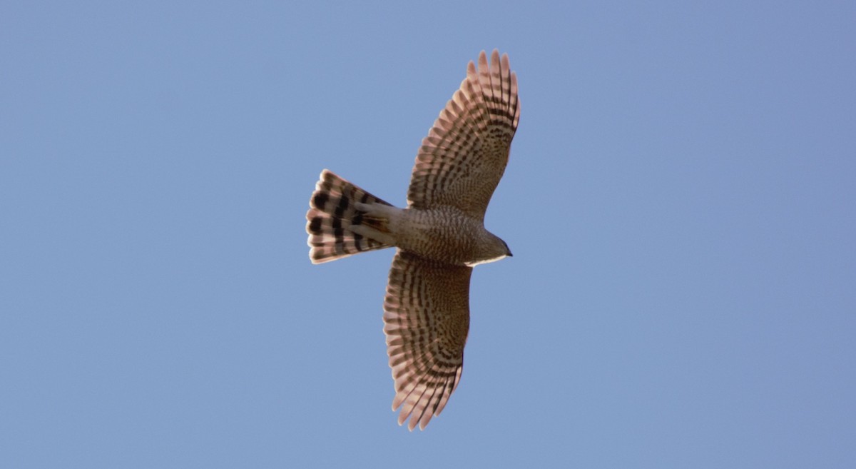 Sharp-shinned Hawk - ML633370860