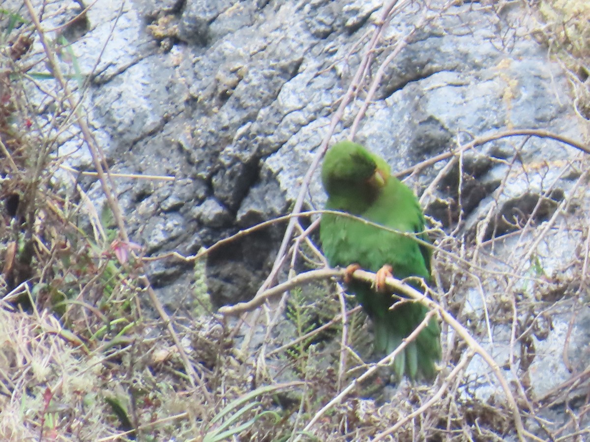 Rufous-fronted Parakeet - ML633370881