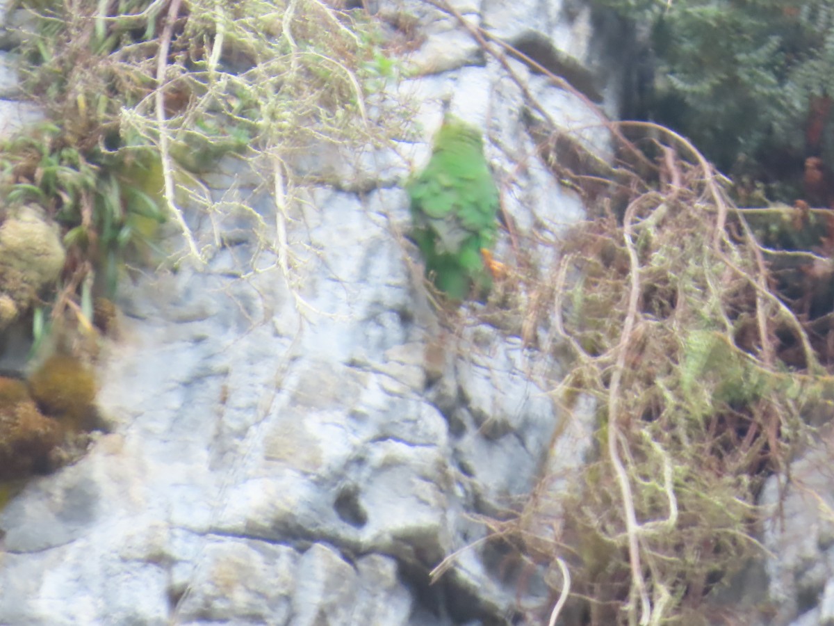 Rufous-fronted Parakeet - ML633370882