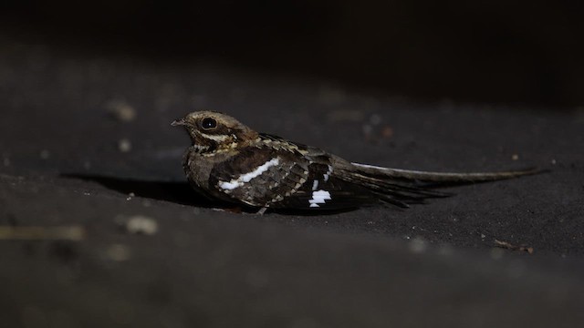 Long-tailed Nightjar - ML633370940