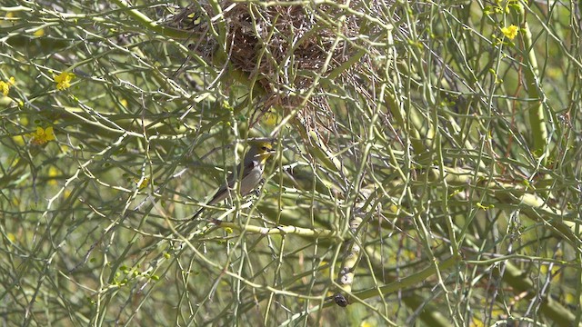Verdin - ML633370949