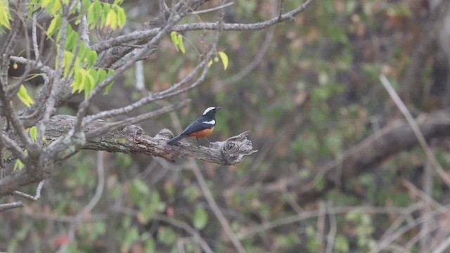 Mocking Cliff-Chat - ML633371035