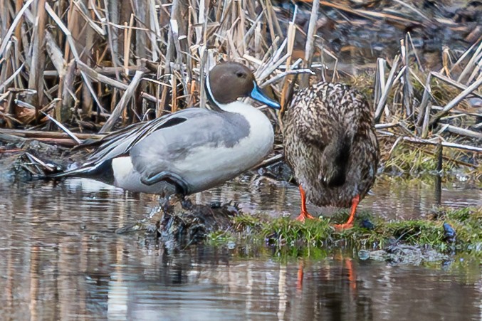 Northern Pintail - ML633371139