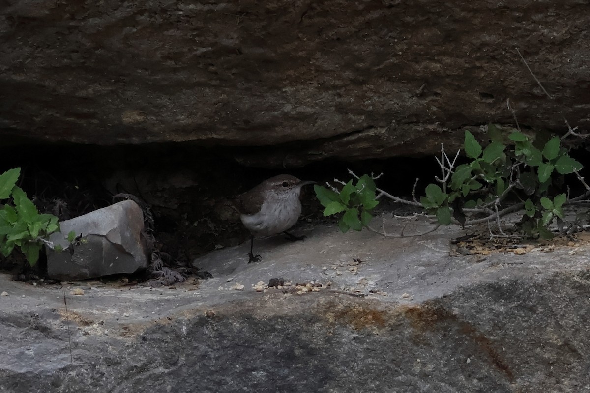 Rock Wren - ML633371383