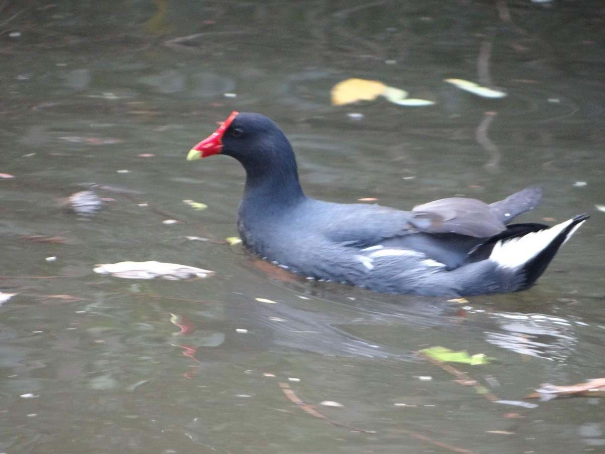 moorhen/coot/gallinule sp. - ML633371464