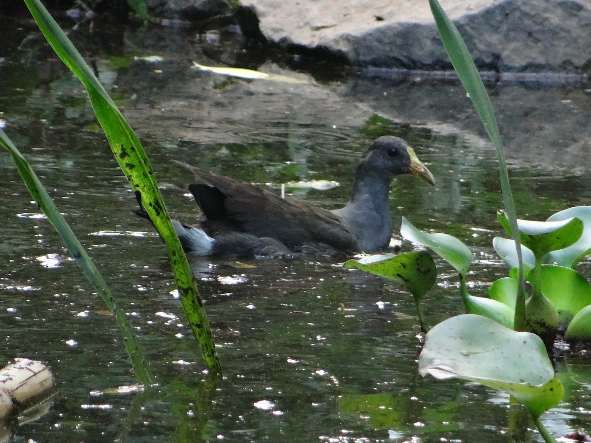 moorhen/coot/gallinule sp. - ML633371465