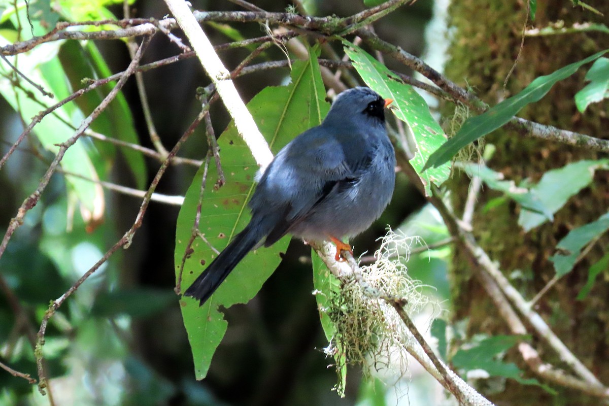 Black-faced Solitaire - ML633371539