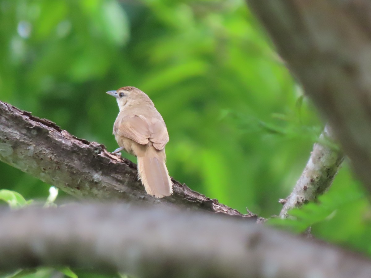 Rufous-fronted Thornbird (Rufous-fronted) - ML633371555
