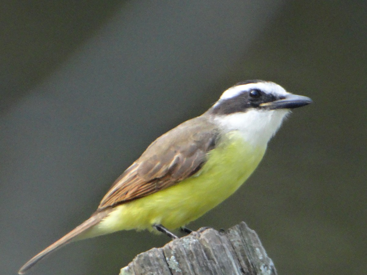 Great Kiskadee - ML633371570