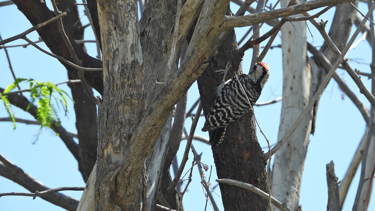 Ladder-backed Woodpecker - Chuck Schussman