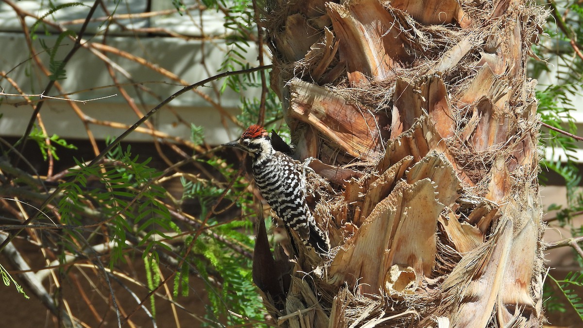 Ladder-backed Woodpecker - Chuck Schussman