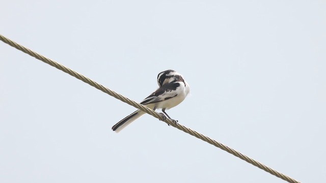 African Pied Wagtail - ML633371594
