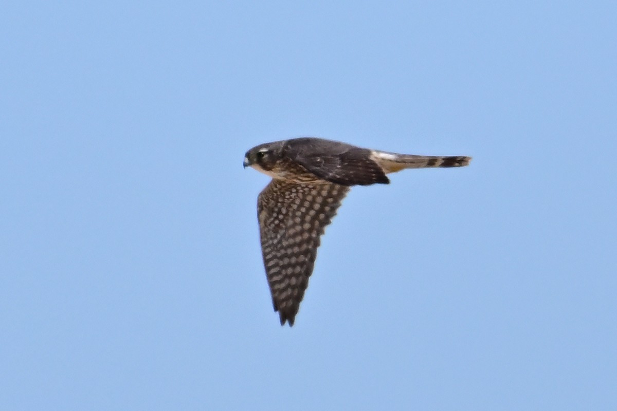 灰背隼 - ML633371639