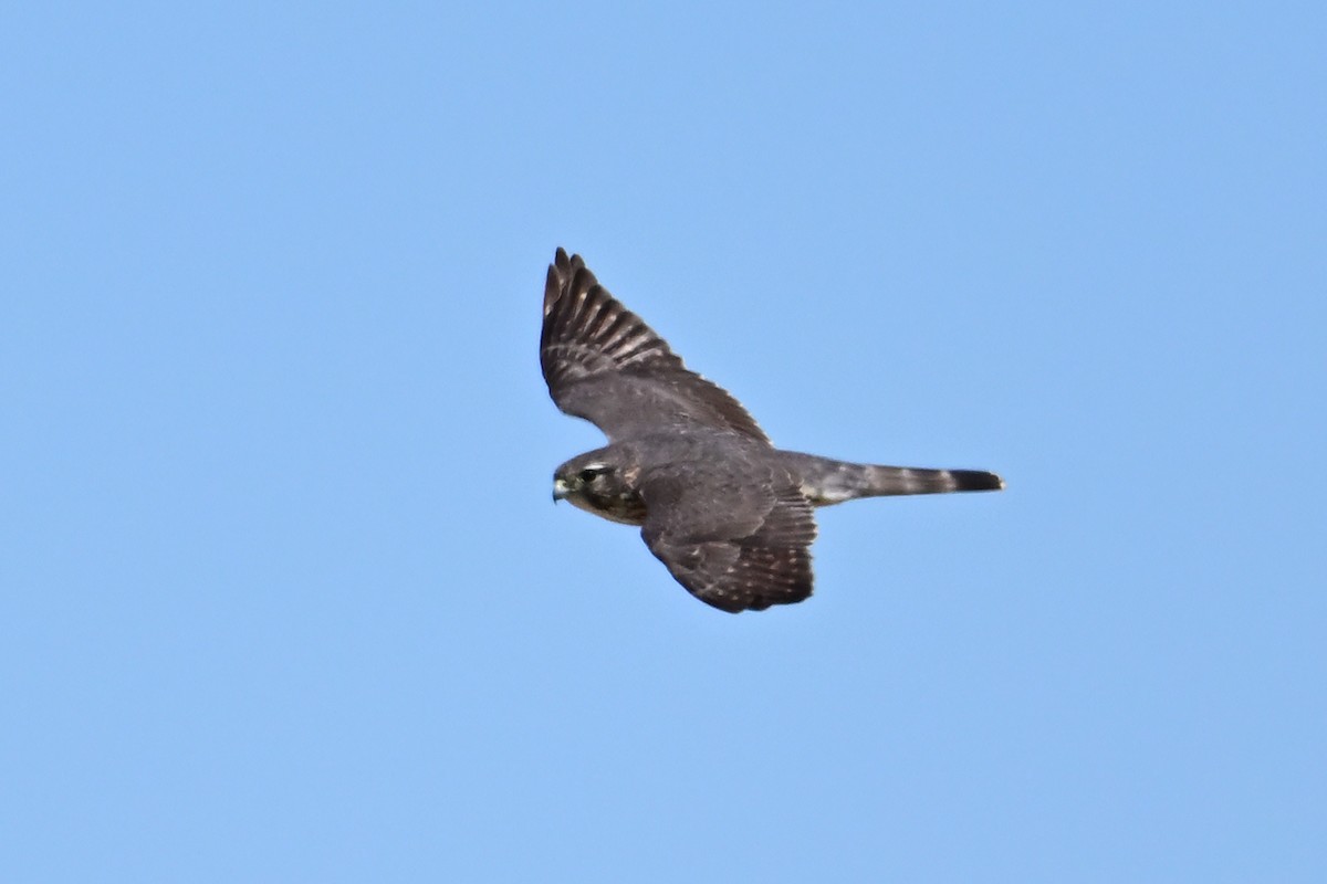 灰背隼 - ML633371641