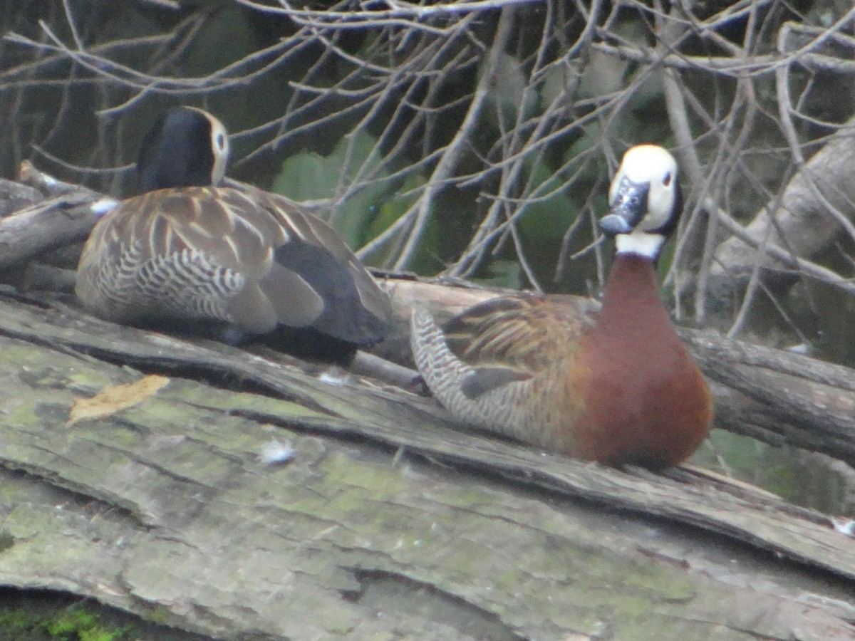 White-faced Whistling-Duck - ML633371669