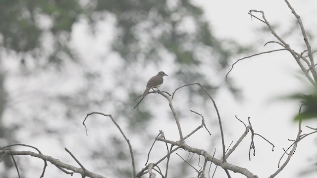 Swamp Greenbul - ML633371748