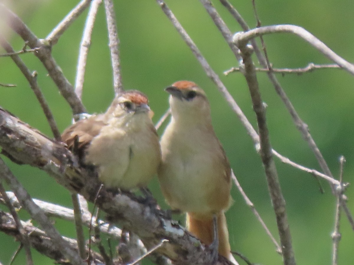 Rufous-fronted Thornbird (Rufous-fronted) - ML633371757