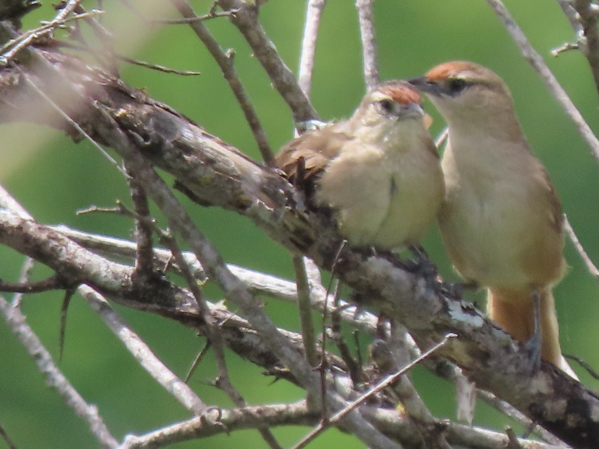 Rufous-fronted Thornbird (Rufous-fronted) - ML633371758