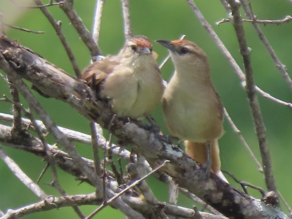 Rufous-fronted Thornbird (Rufous-fronted) - ML633371759
