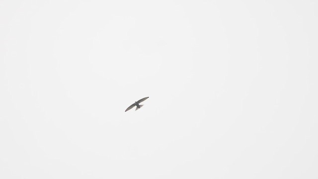 White-rumped Swift - ML633371797