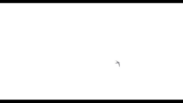White-rumped Swift - ML633371802