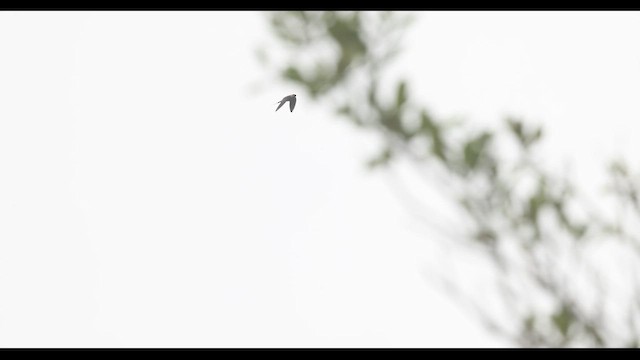 Lesser Striped Swallow - ML633371931